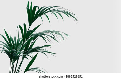 Deep Green Kentia Plant. Tropical Leaves Texture On White Background Or White Wall. Relax And Harmony Ambient.