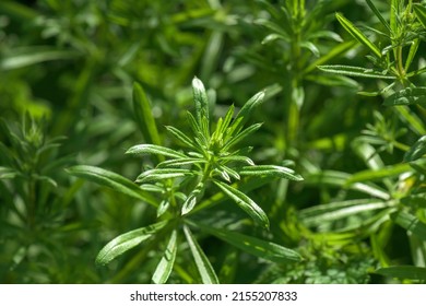 Deep Green Plant In Lee Valley Park