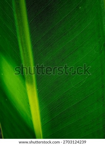 Deep green tropical leaf close-up with a sharp diagonal light streak illuminating the central vein and transitioning into deep shadow across the parallel texture.