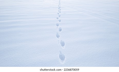 Deep human footprints in the snow. Following a trail on white snow. The texture of snow. Winter season. Human footsteps