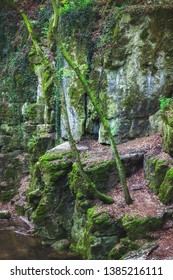Deep impressive gorge with trees growing on cliffs