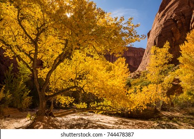 Deep inside Coyote Gulch in Southern Utah, the large cottonwood trees have changed to their golden fall colors in late October. Red sandstone cliffs tower above the lush canyon