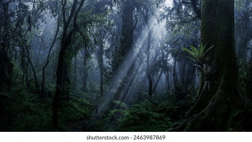 Deep jungle and creepy trees