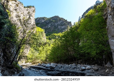 A deep limestone gorge with towering vertical cliff walls frames a dry rocky riverbed surrounded by lush spring-green deciduous trees and forested mountain slopes in the Caucasus region. Bright midday sunlight illuminates the fresh green canopy against a clear blue sky, creating a vivid contrast between the pale white rock faces and vibrant seasonal foliage. Available for editorial and commercial licensing.