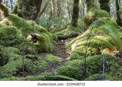 Deep Lush Green Moss And Ferns Growing Over Logs On Forest Floor In Kepler Forest, Te Anau.