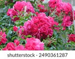 Deep magenta pink ground cover rose, rosa ‘Flower Carpet Pink’ in flower. 