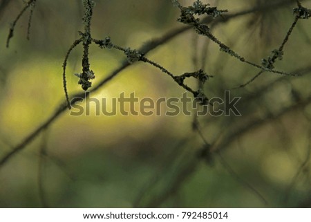 Similar – Hide-and-seek ;-) Nature