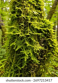 Deep moss coats tree trunks in a shady cedar glen.