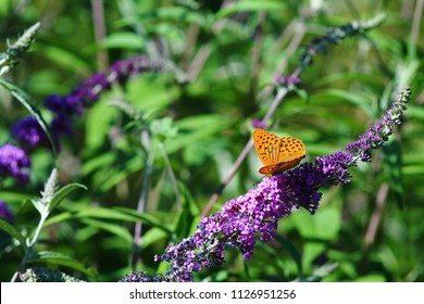 Deep Orange With Dark Spots Regal Fritillary Butterfly On Buddleia Branch Against Blurry Green Garden Background.