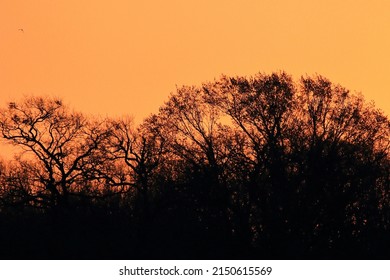 A Deep Orange, Early Morning Sunrise Silhouettes The Trees Of An Oak Grove In The Great Trinity Forest Of North Texas 
