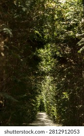 Deep Perspective View of Green Hedge Maze Path at Labirinto della Masone