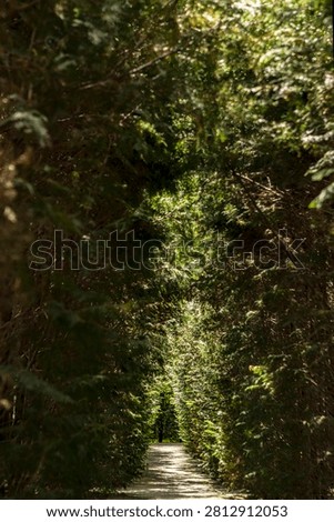 Deep Perspective View of Green Hedge Maze Path at Labirinto della Masone
