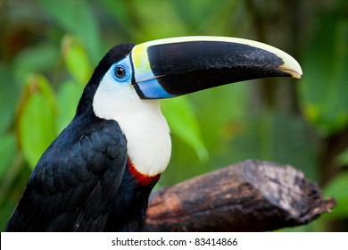 Deep in the Peruvian Amazon a white chested toucan rests in a clearing.