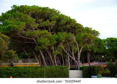 Deep pine tree forest road landscape