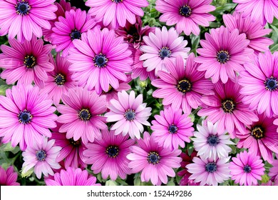 Deep Pink Daisy Background