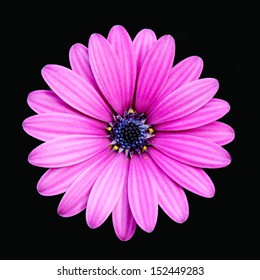 Deep Pink Daisy Isolated