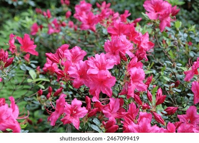 Deep pink evergreen azalea japonica in flower. 