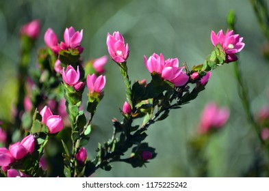 Deep pink flowers of the Australian Native Rose, Boronia serrulata, family Rutaceae, Royal National Park, Sydney, NSW, Australia