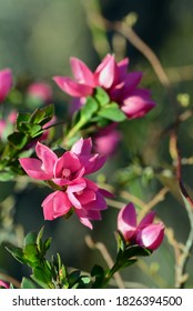 Deep pink flowers of the Australian Native Rose, Boronia serrulata, family Rutaceae, Sydney, NSW, Australia. Spring flowering.