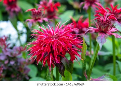 Deep Pink Monarda Flowers (Bee Balm) In A Herbaceous Border.