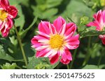 deep pink petals edged with white and yellow centre