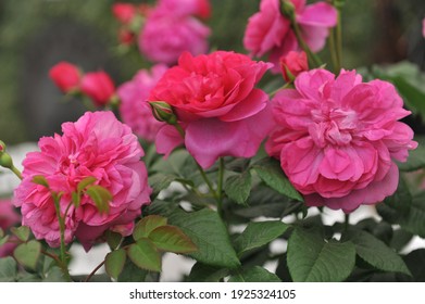 Deep Pink Shrub English Rose (Rosa) James L. Austin Blooms On An Exhibition In May