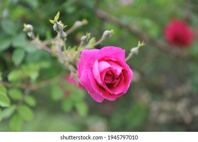 Deep Pink Shrub Rose (Rosa) Cerise Bouquet Blooms In A Garden In June