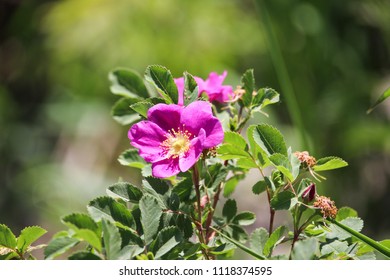 Deep Pink Wild Prairie Rose