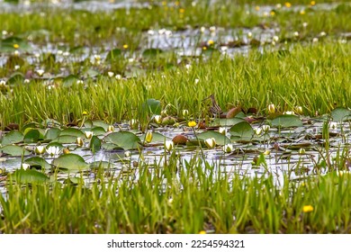 Deep pool, broad after flooding, flood meadows in flat river valley. Reservoir is overgrown: white waterlily (Nymphaea alba), spatterdock (Nuphar lutea), fresh-water soldier (Stratiotes aloides) - Shutterstock ID 2254594321