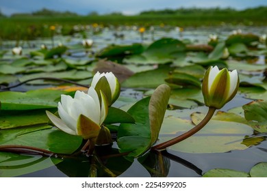 Deep pool, broad after flooding, flood meadows in flat river valley. White waterlily (Nymphaea alba), spatterdock (Nuphar lutea), fresh-water soldier (Stratiotes aloides). It's called "Lotus Lake" - Shutterstock ID 2254599205