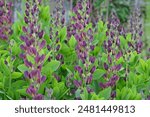 Deep Purple Baptisia, also known as False Indigo ‘Twilight Prairie Blues’ in flower. 