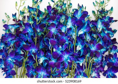 Deep Purple Blue Orchid Flower