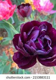 Deep Purple Flower From The Missouri Botanical Gardens In St Louis.