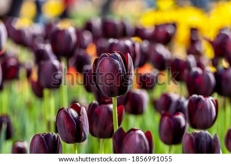 Deep purple flowers of Tulipa 'Queen of Night' Tulips