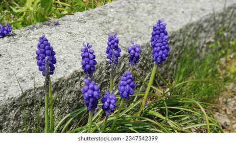 Deep purple grape hyacinth flowers  Round flowers like a bunch of grapes adorn the park with other plants.  Outstanding, not second to anyone - Powered by Shutterstock