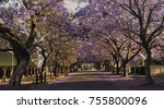 Deep purple Jacaranda trees flowering in Raymond Terrace, Port Stephens, Australia.