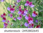 Deep purple and lilac Lathyrus odoratus, sweet pea ‘Cedric Morris’ in flower. 