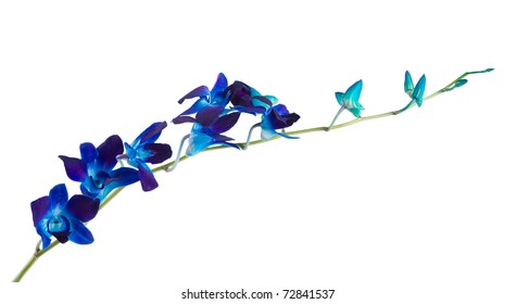 deep purple orchid isolated on a white background