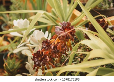 Deep Putple Succulent Growing Among Other Water Wise Plants In Low Water Garden. Drought Hardy Plants.