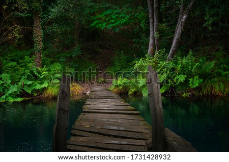 Deep rain forest in August