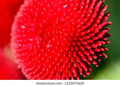 Deep red Daisy. Macro