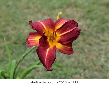 Deep red Daylily flower on a plant in a garden with a green grass background - Powered by Shutterstock