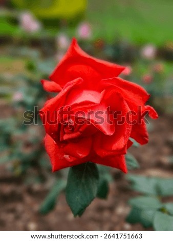 Deep red and dignified — a hybrid tea rose symbolizing honor and elegance.
