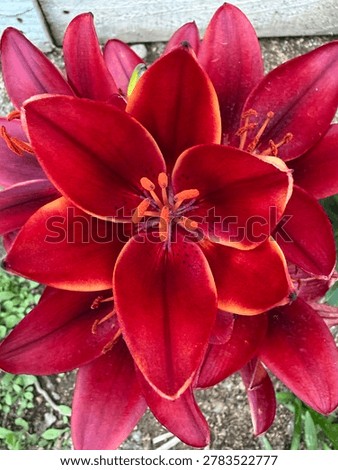 Deep red Easter Lilly in full bloom