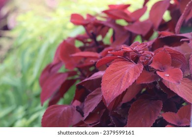 Deep red leaves of plant स्टॉक फोटो