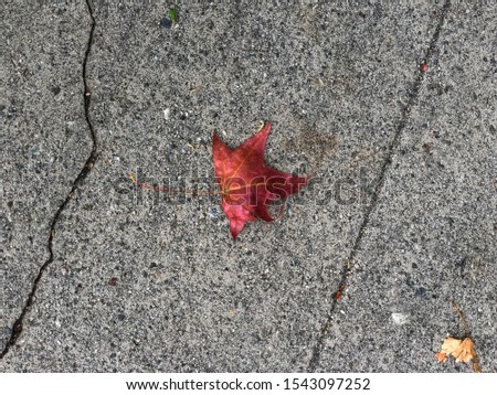 Similar – Foto Bild Herbstfarben… Umwelt