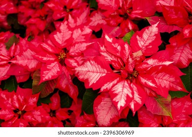 deep red and pink poinsettia flowers on Christmas Day - Powered by Shutterstock