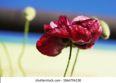 Deep red poppy blooming next to multiple buds on straight upright tall stems against a blue sky outside in the fresh air                               