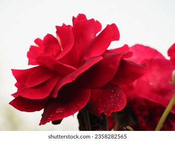 Eine tiefe rote Rosenblüte einzeln auf weißem Hintergrund – Stockfoto