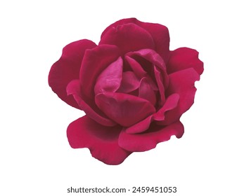 Deep red rose flower bloom isolated in white background Foto Stock